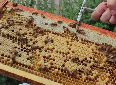 DIY beekeeping beehive frame
